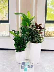 秦淮写字楼办公室公共区域走道绿植租摆高中低搭配