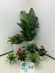 秦淮办公室花卉绿植租摆简约组合
